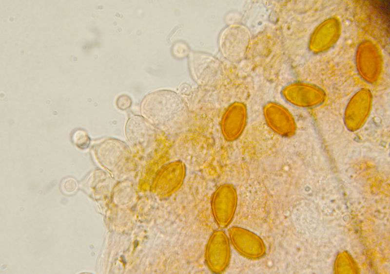 Conocybe semiglobata